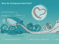 Размножение осьминогов Сколько раз размножается обыкновенный осьминог