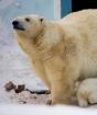 Niedźwiedzie z kamer internetowych nowosybirskiego zoo