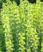 Thermopsis lanceolata, herbe à souris, herbe ivre