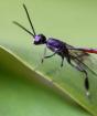 بلوخين جي.آي.، ألكساندروف ف.أ.  علم الحيوان.  تعقيد سلوك الحشرات الغرائز الأكثر تعقيدا في الحشرات